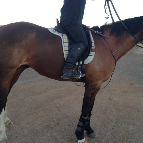 Riding Saddle Pack Conversions Custom - Digger Dog Endures